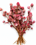Full elegant bundle of deep dusty pink preserved gomphrena stems 50g for floral arrangements
