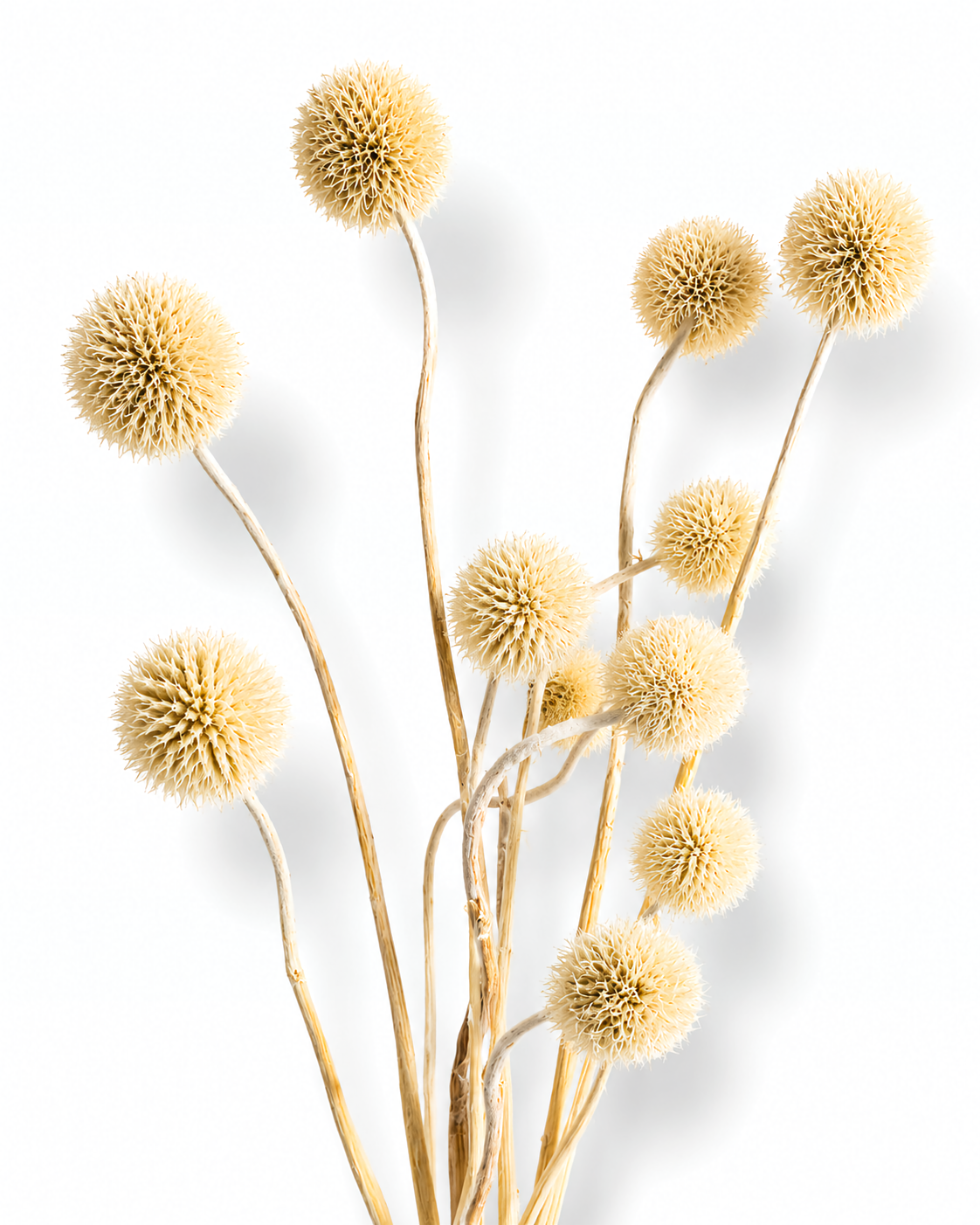 Natural beige dried allium stems with fluffy round heads arranged against a bright white background.
