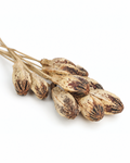 Bunch of 10 natural dried Mahogany seed pods lying on a white background[span_2](start_span)[span_2](end_span).
