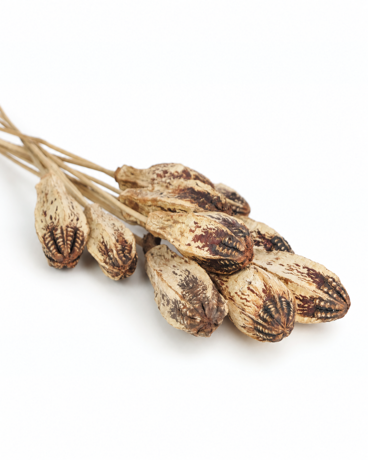 Bunch of 10 natural dried Mahogany seed pods lying on a white background[span_2](start_span)[span_2](end_span).
