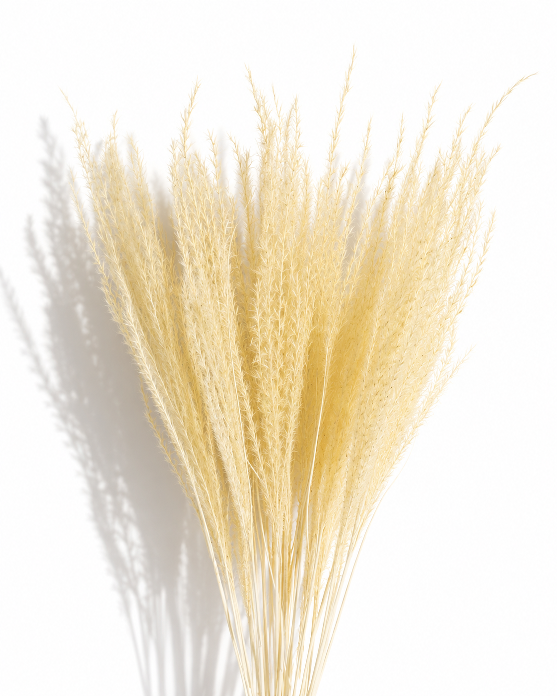 Fan-shaped arrangement of natural dried cream Miscanthus plumes casting delicate shadows on a white wall.
