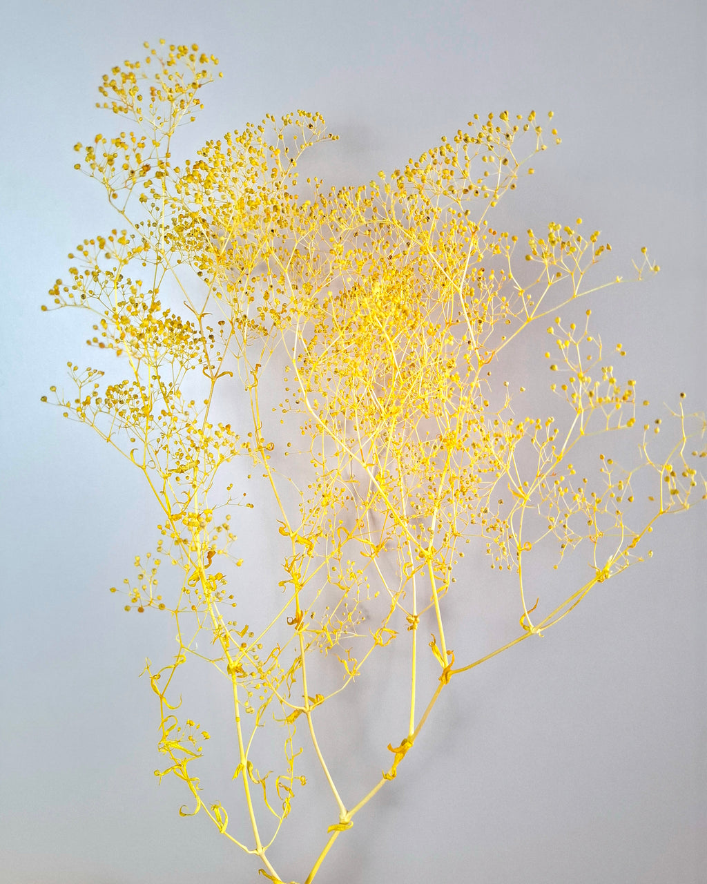 Yellow Preserved Gypsophila Stems