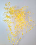 Yellow Preserved Gypsophila Stems