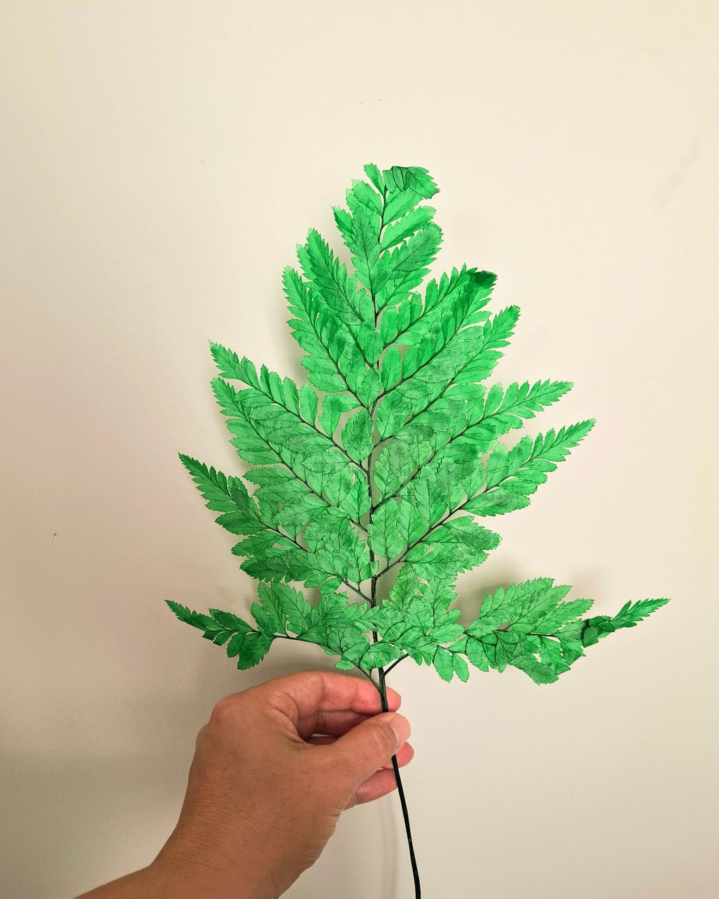 Dried Leatherleaf Fern