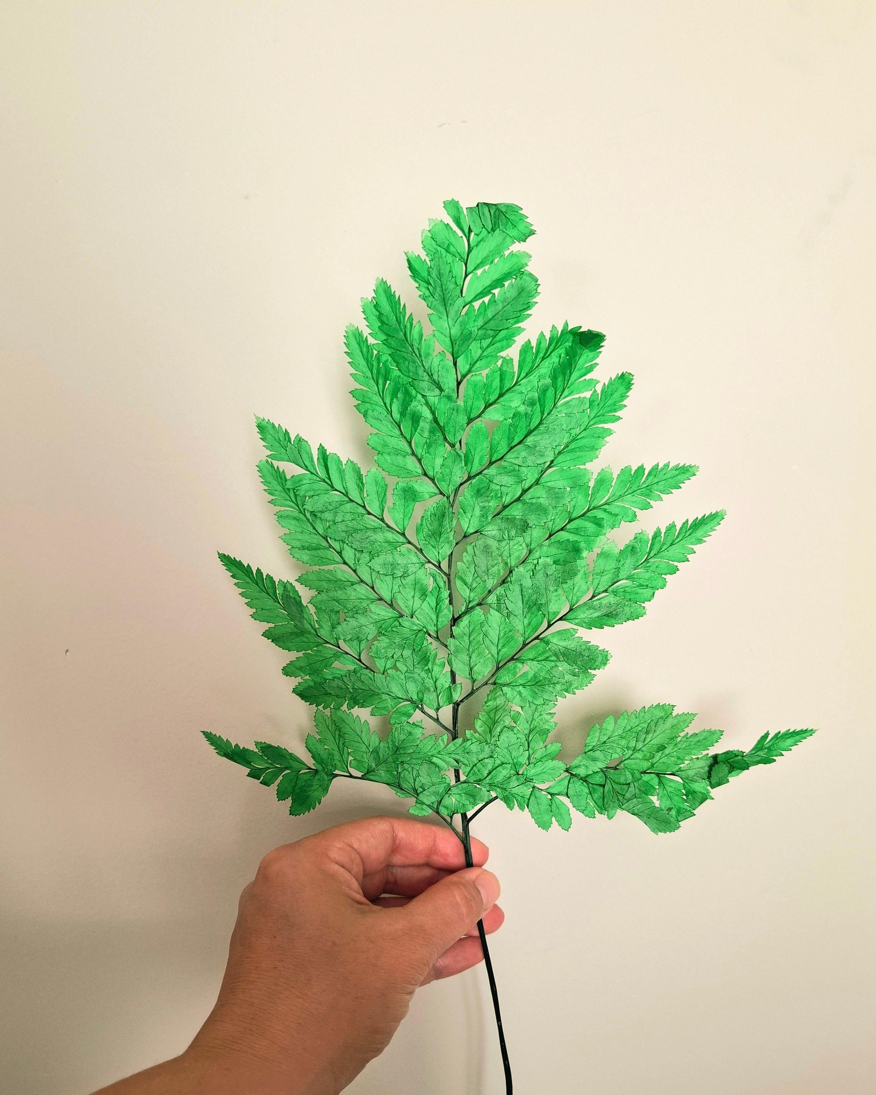 Dried Leatherleaf Fern