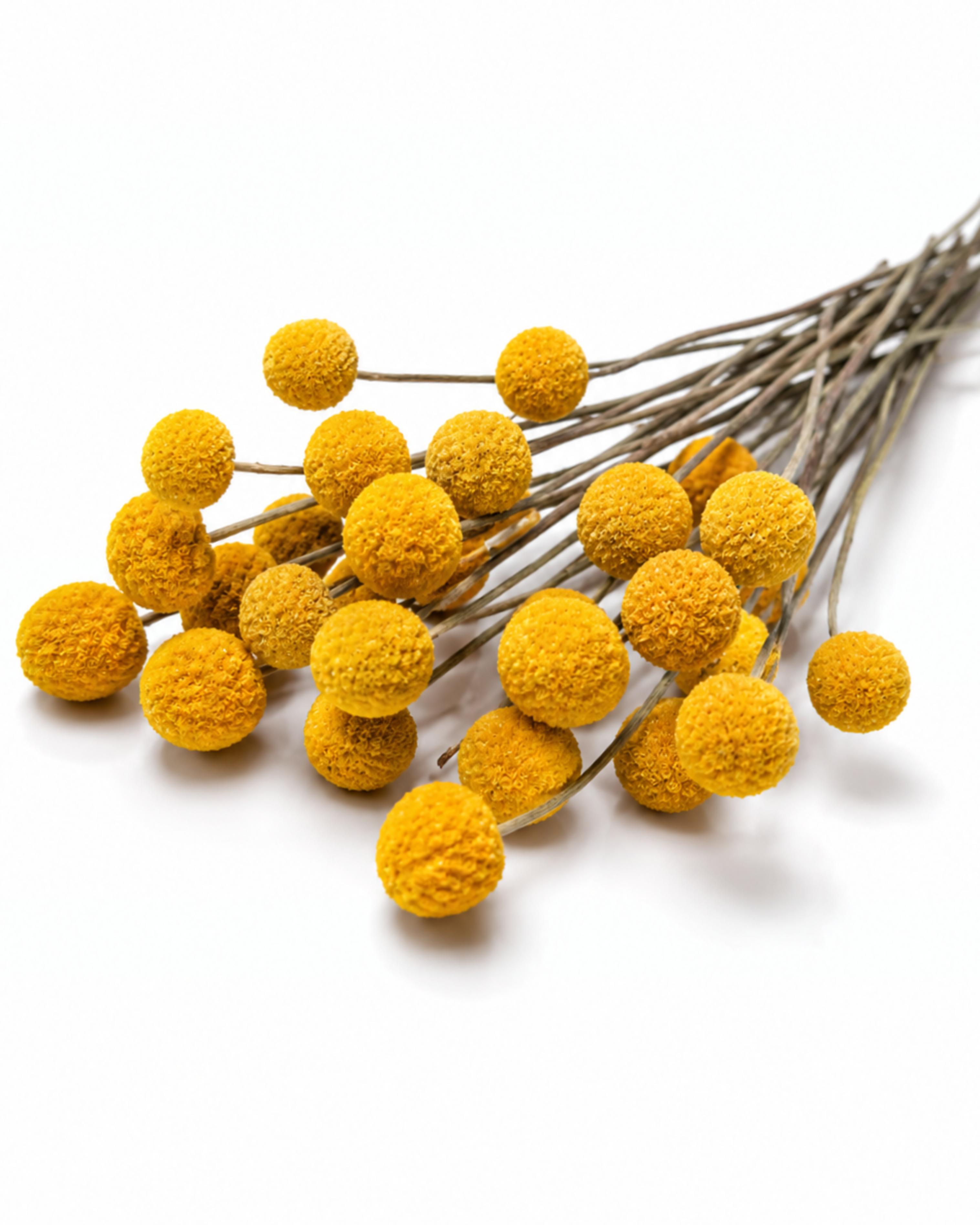 Flat lay of 15 stem natural dried Craspedia Billy Buttons laid out on a clean white surface.
