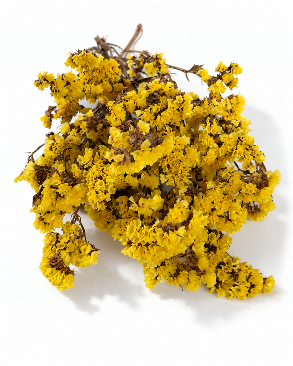 Yellow Statice Stems
