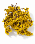 Yellow Statice Stems