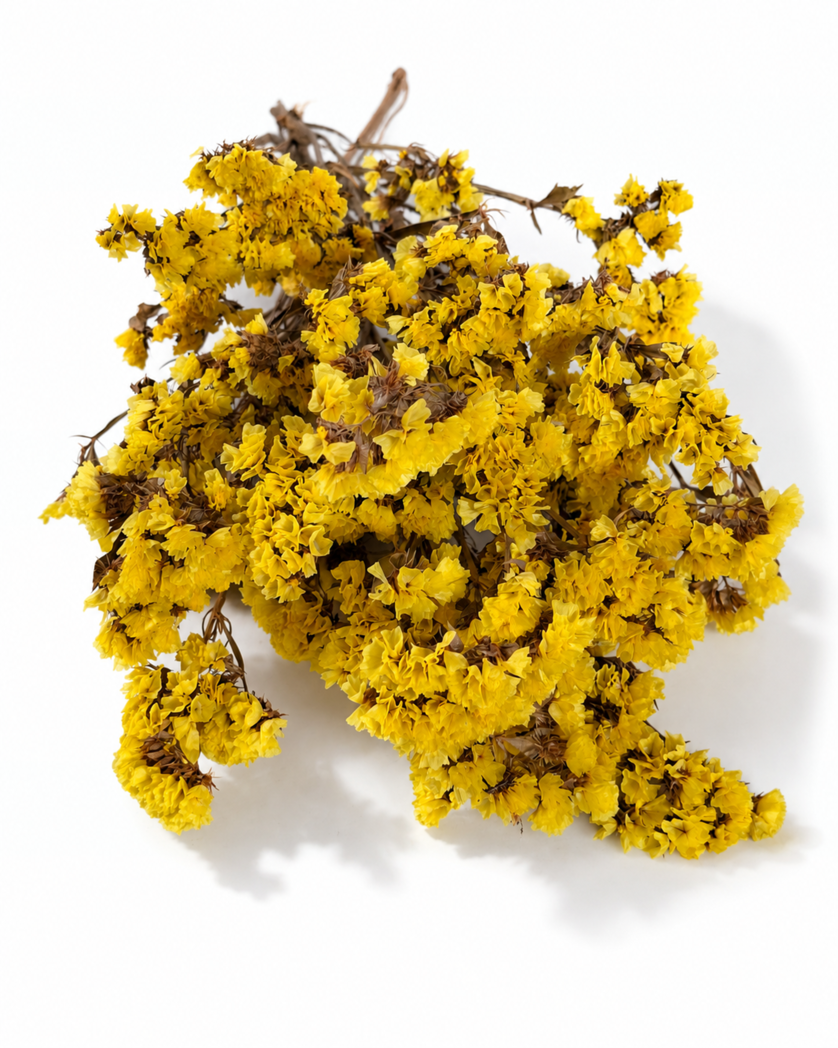 Yellow Statice Stems