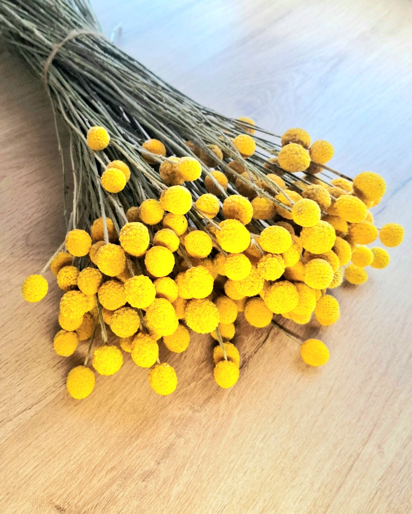 Yellow Craspedia Stems