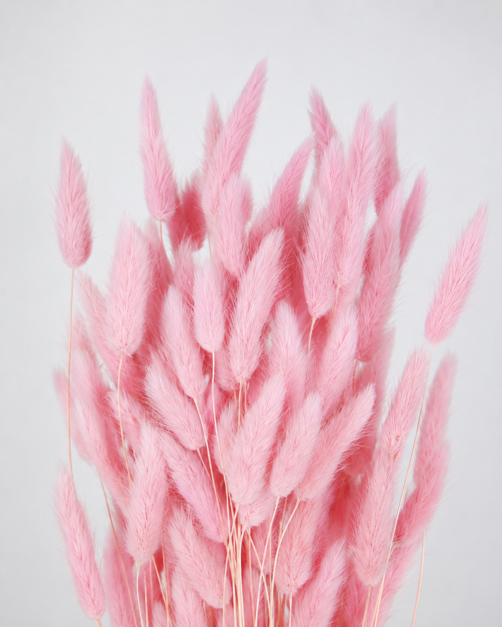Pink Bunny Tail Grass