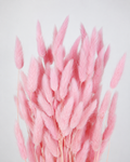 Pink Bunny Tail Grass