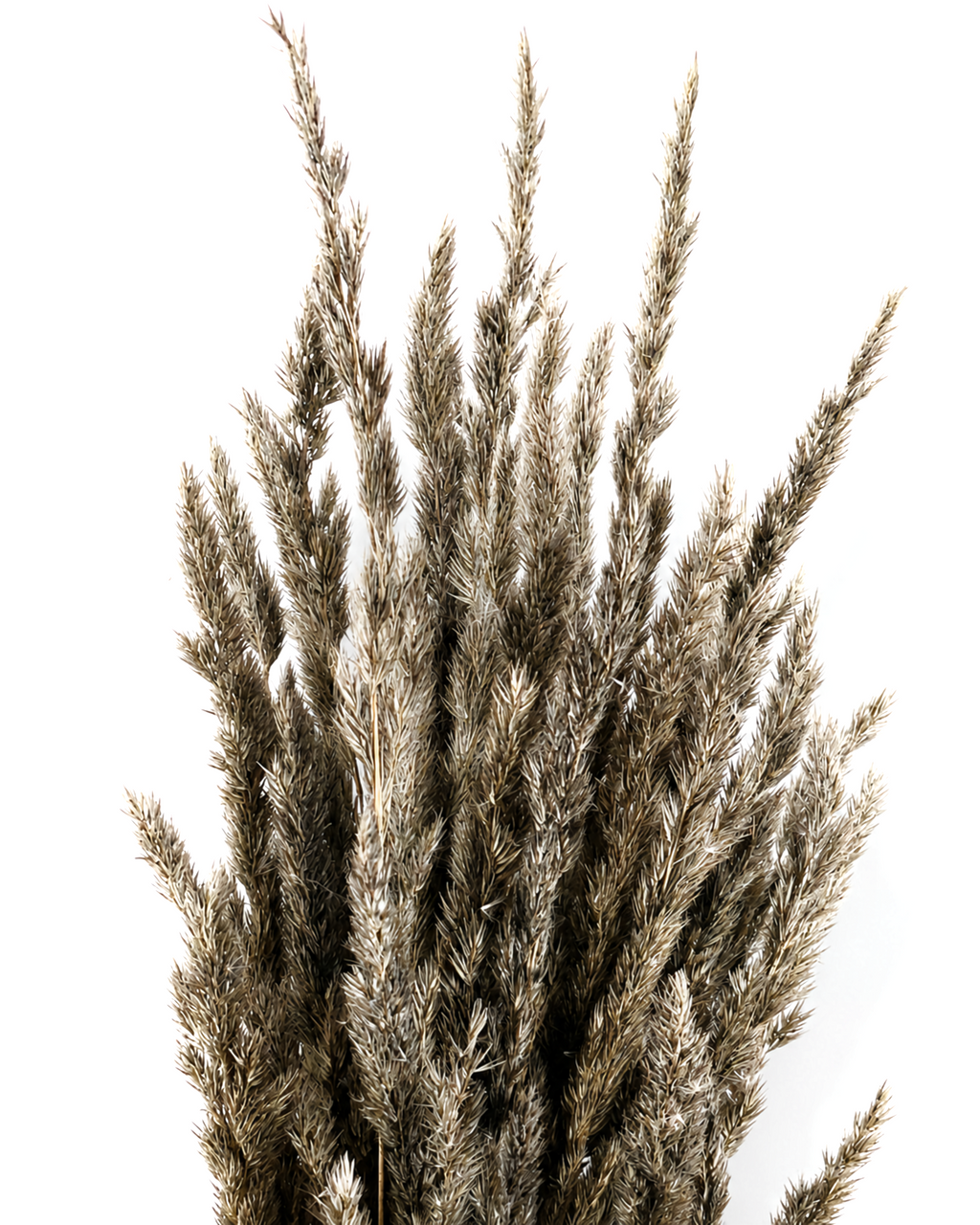 Detailed close-up photo of dark smoky black Calamagrostis reed grass heads showing intricate feathery textures in natural lighting.
