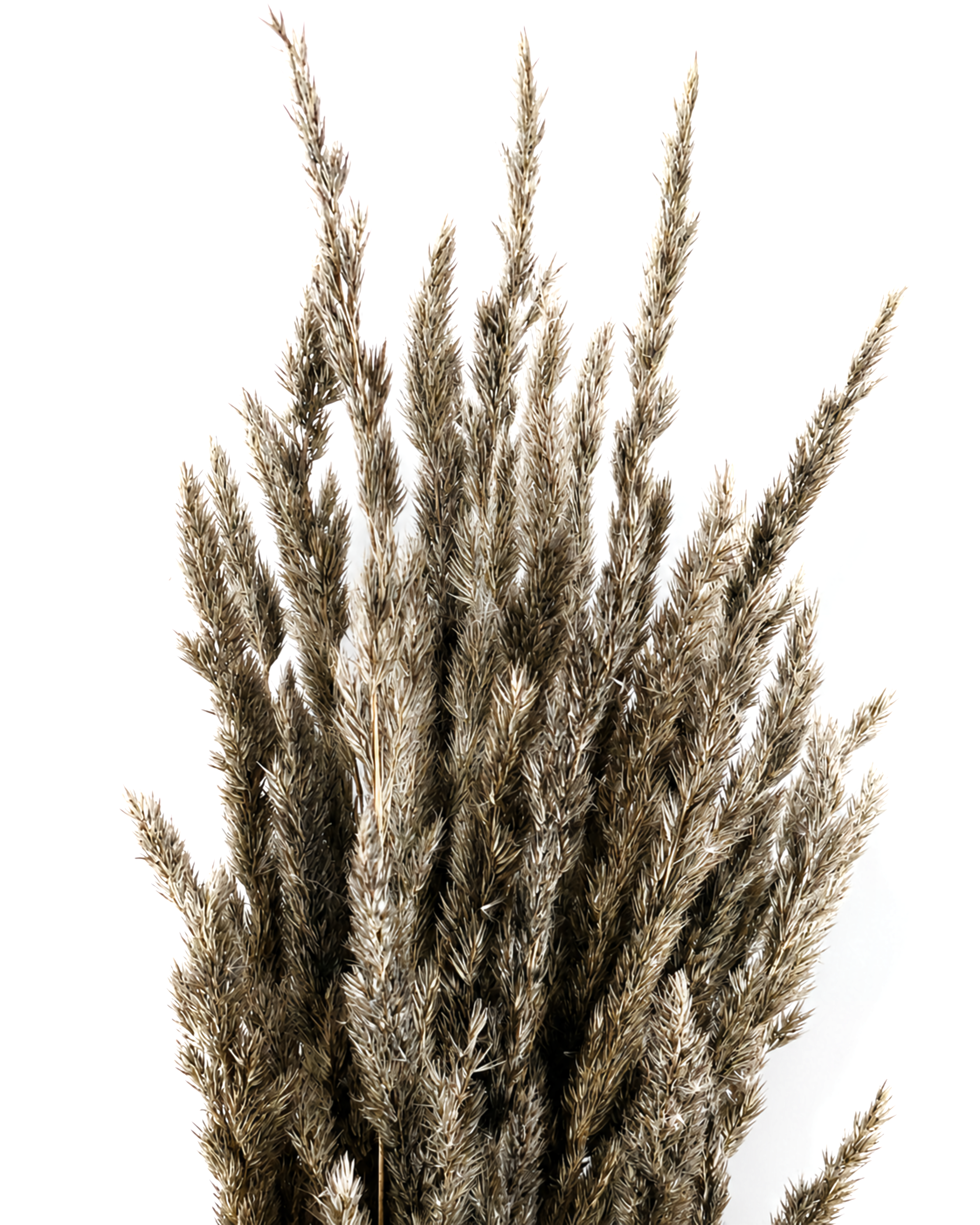 Detailed close-up photo of dark smoky black Calamagrostis reed grass heads showing intricate feathery textures in natural lighting.
