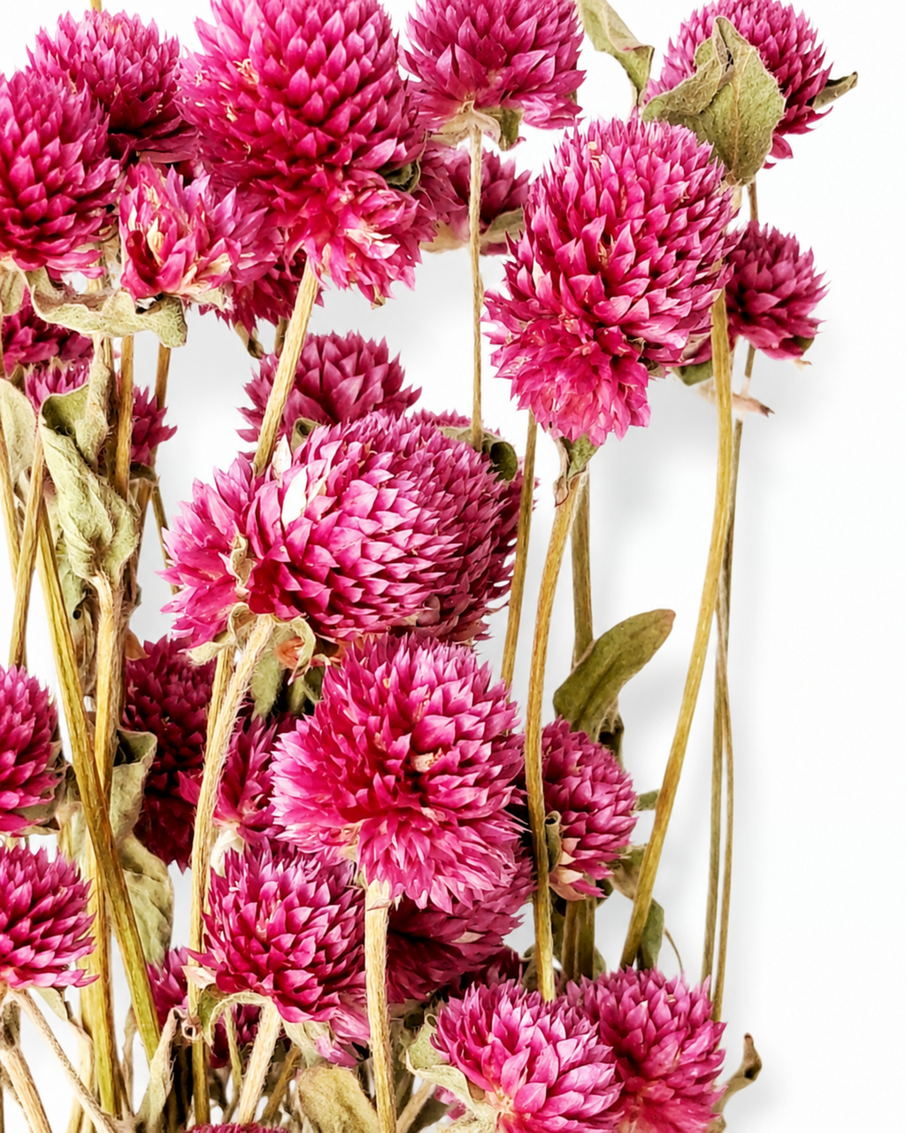 Bright Pink Gomphrena Bouquet