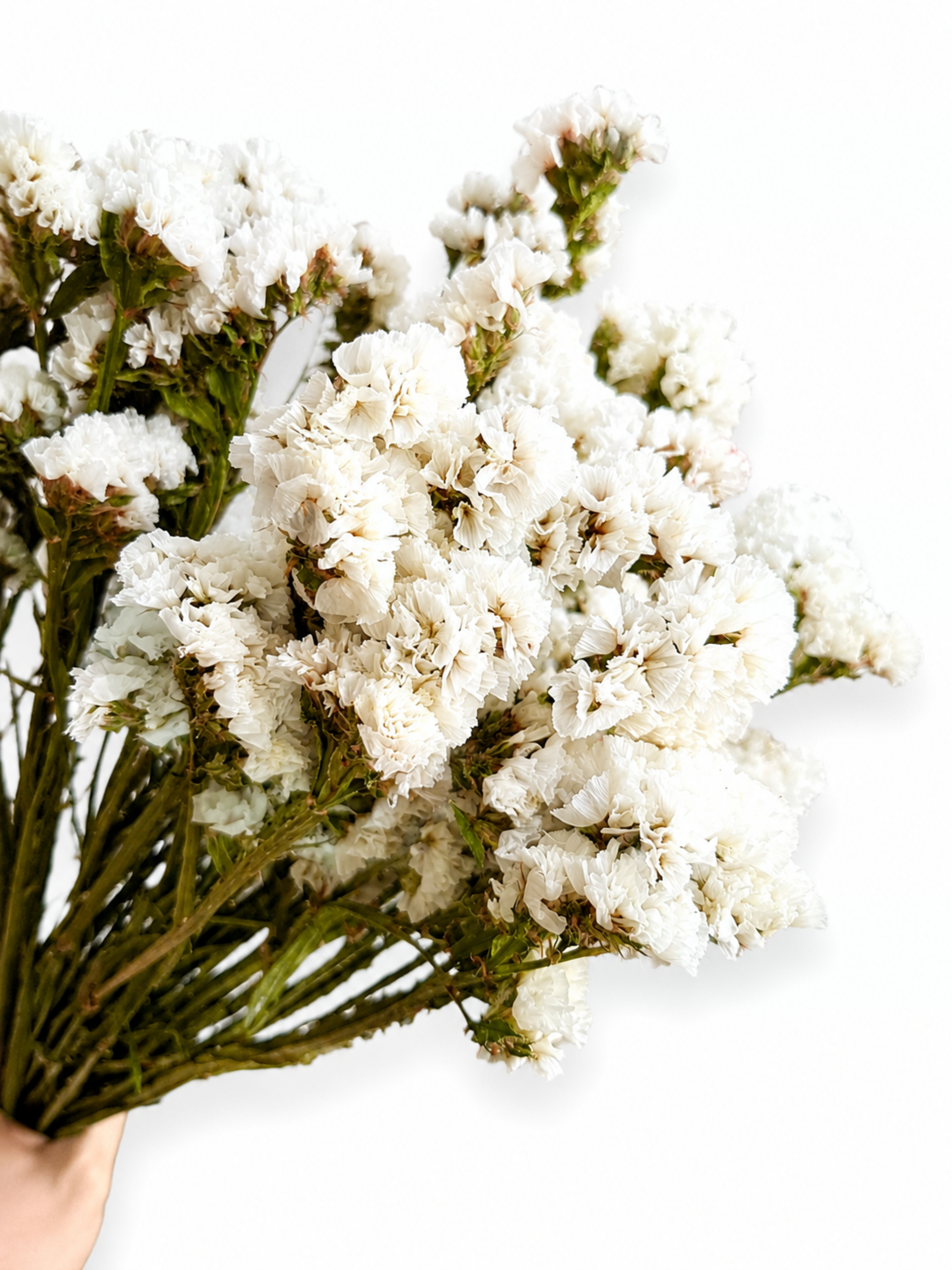 Naturally air-dried crisp white Statice flower stems, 45-50cm height, 100g wholesale bundle for wedding flower arrangements.
