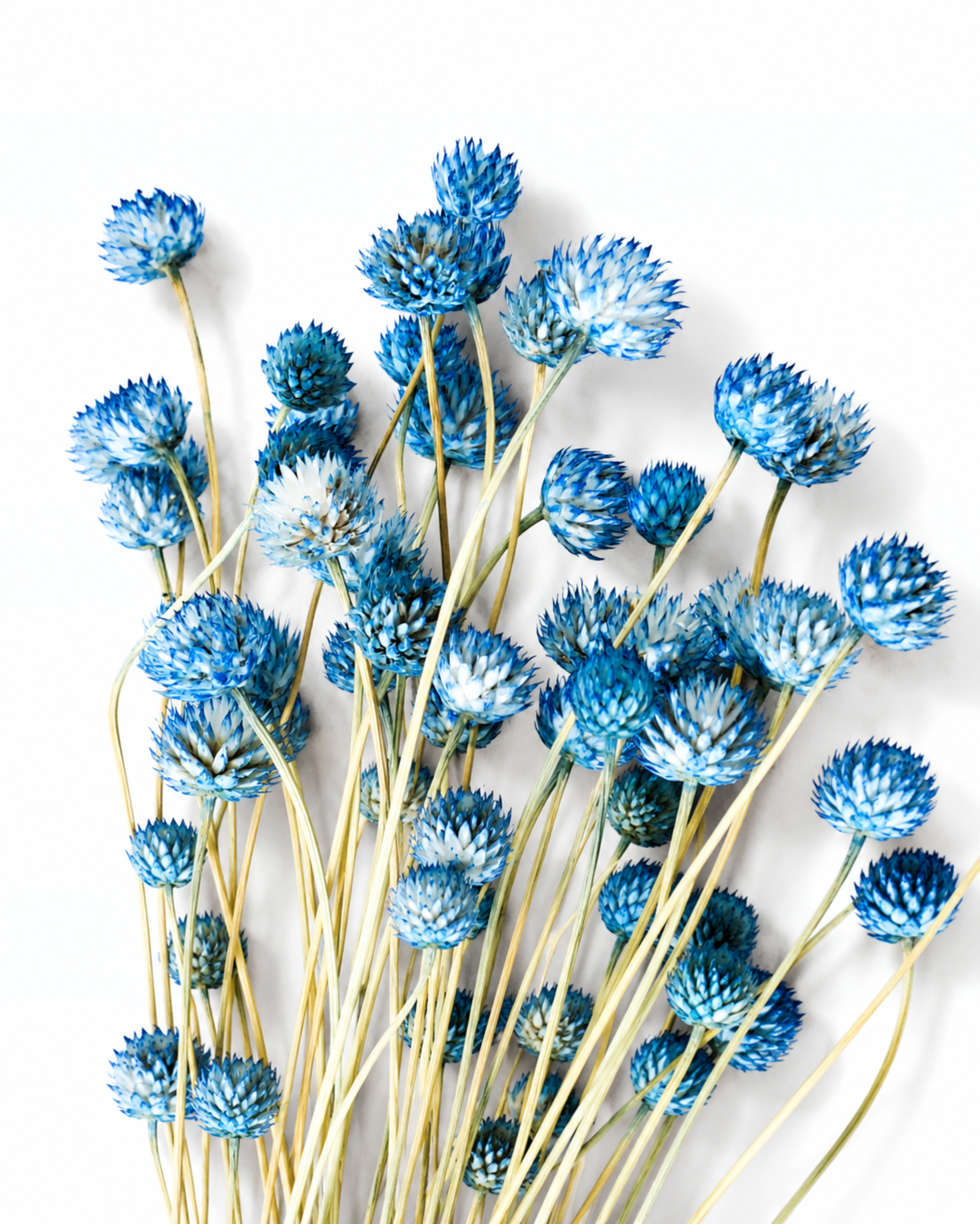 Close-up shot of small round dusty blue Cephalaria flower heads on natural dried stems against a white background.
