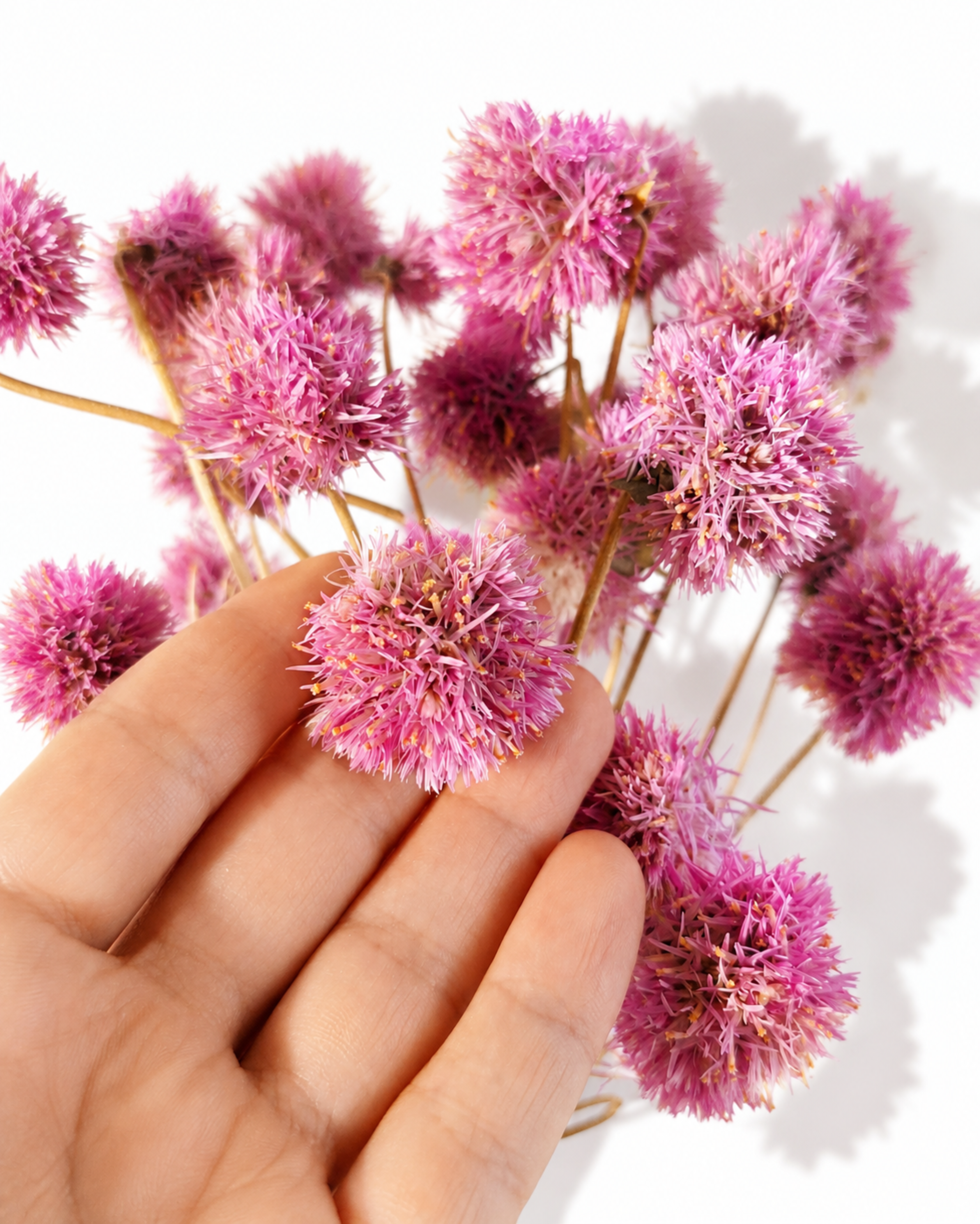 Close up of dried pink amaranth flowers showing fluffy stable texture for commercial floral styling