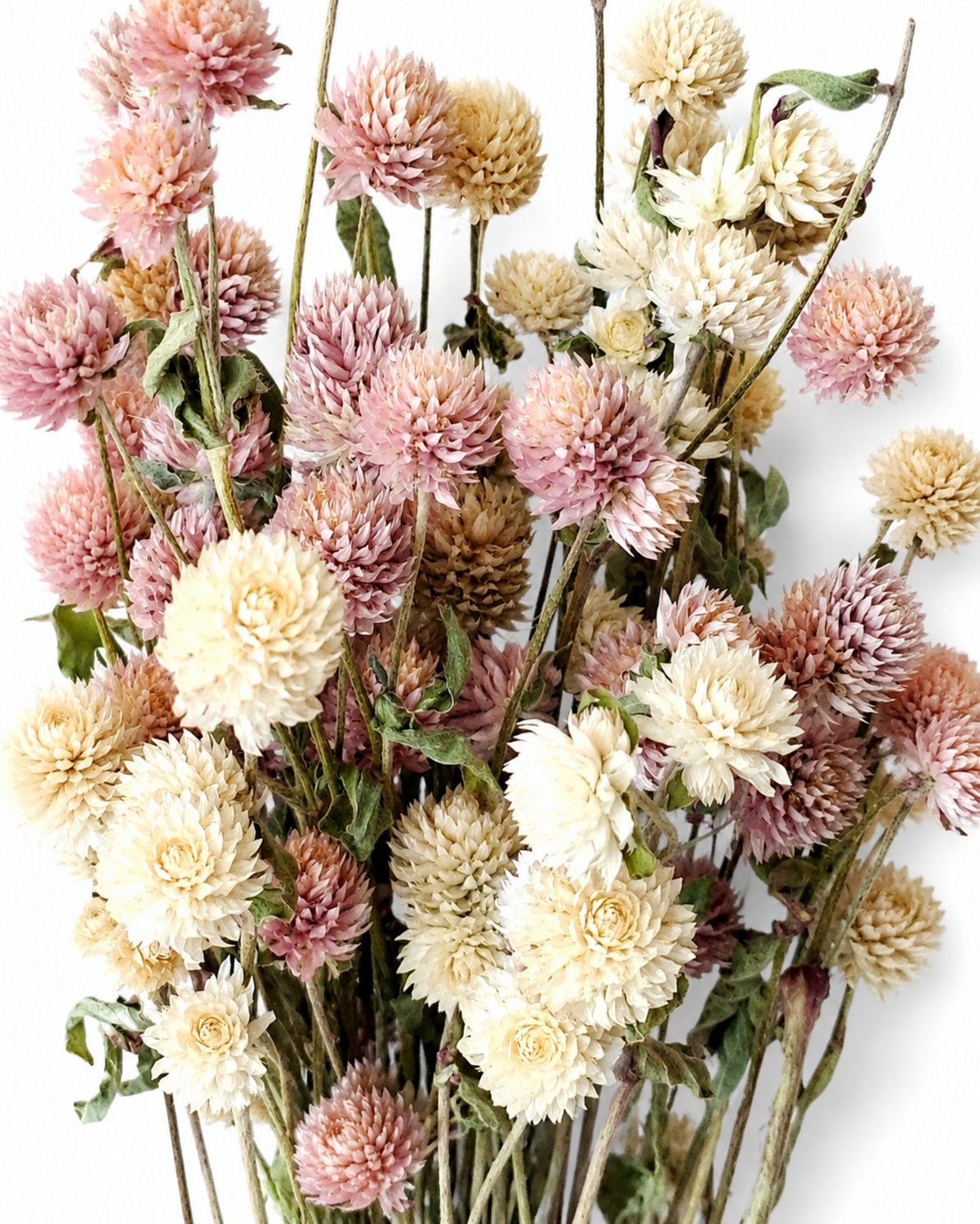 Flat lay shot of 10 mixed pink and cream dried Gomphrena stems resting on a white surface.
