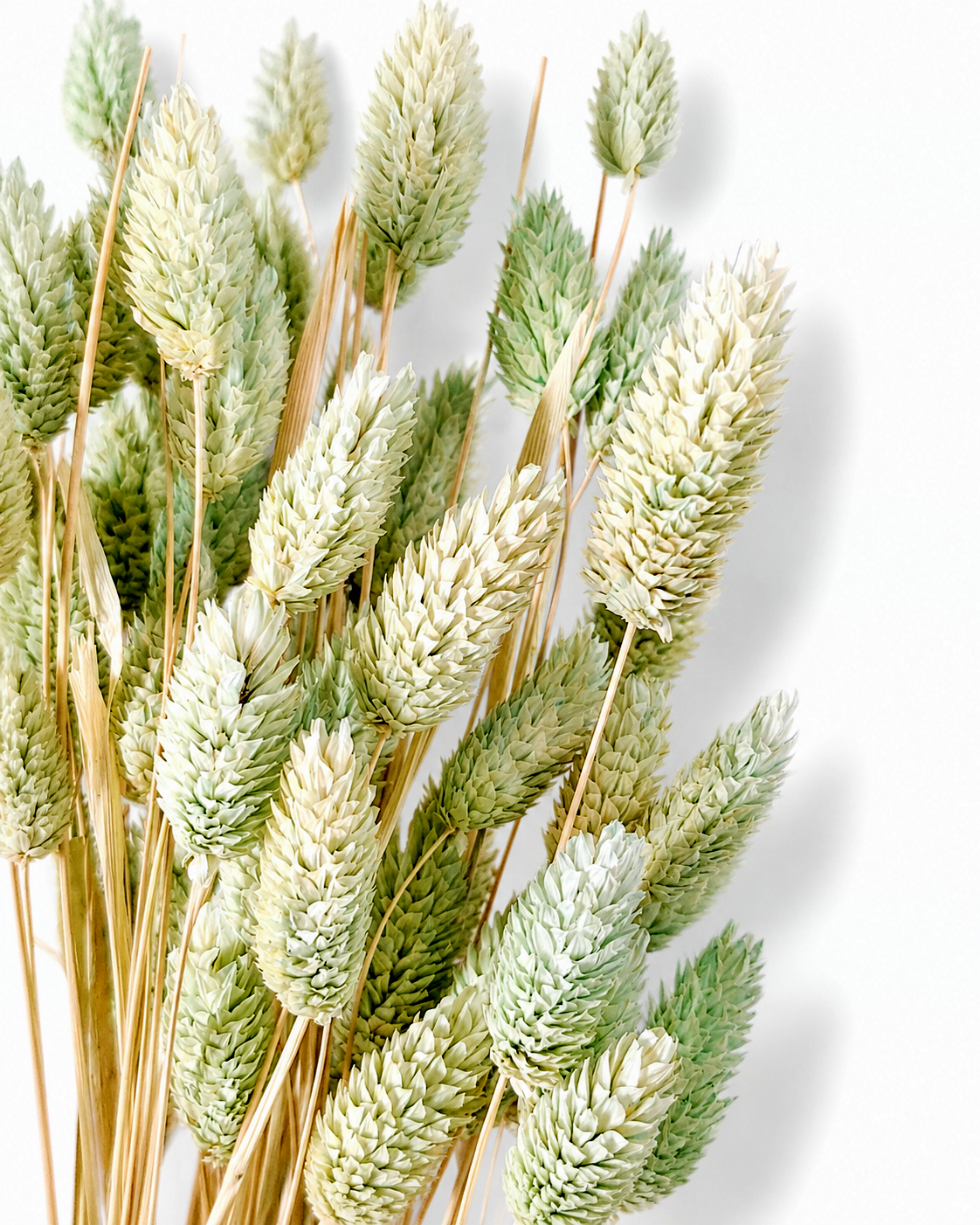 A tied bundle of preserved mint green Phalaris grass stems standing upright, highlighting stem lengths up to 55 cm on a white backdrop.

