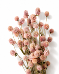 Blush pink preserved gomphrena stems 50g bunch with 40-45 cm length for minimalist Scandi interior decor