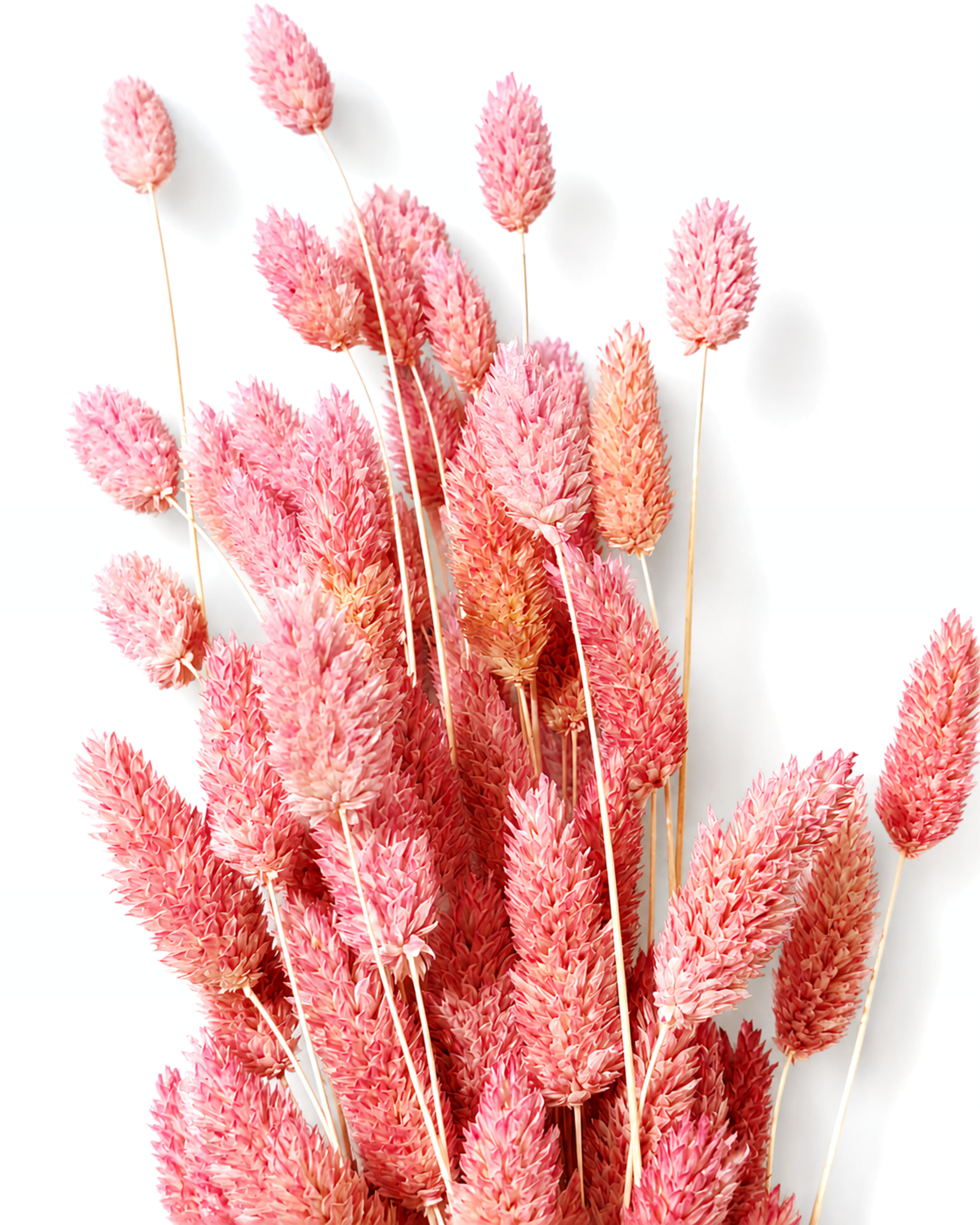 Close-up of soft dusty pink preserved Phalaris seed heads on slender stems against a plain white background.
