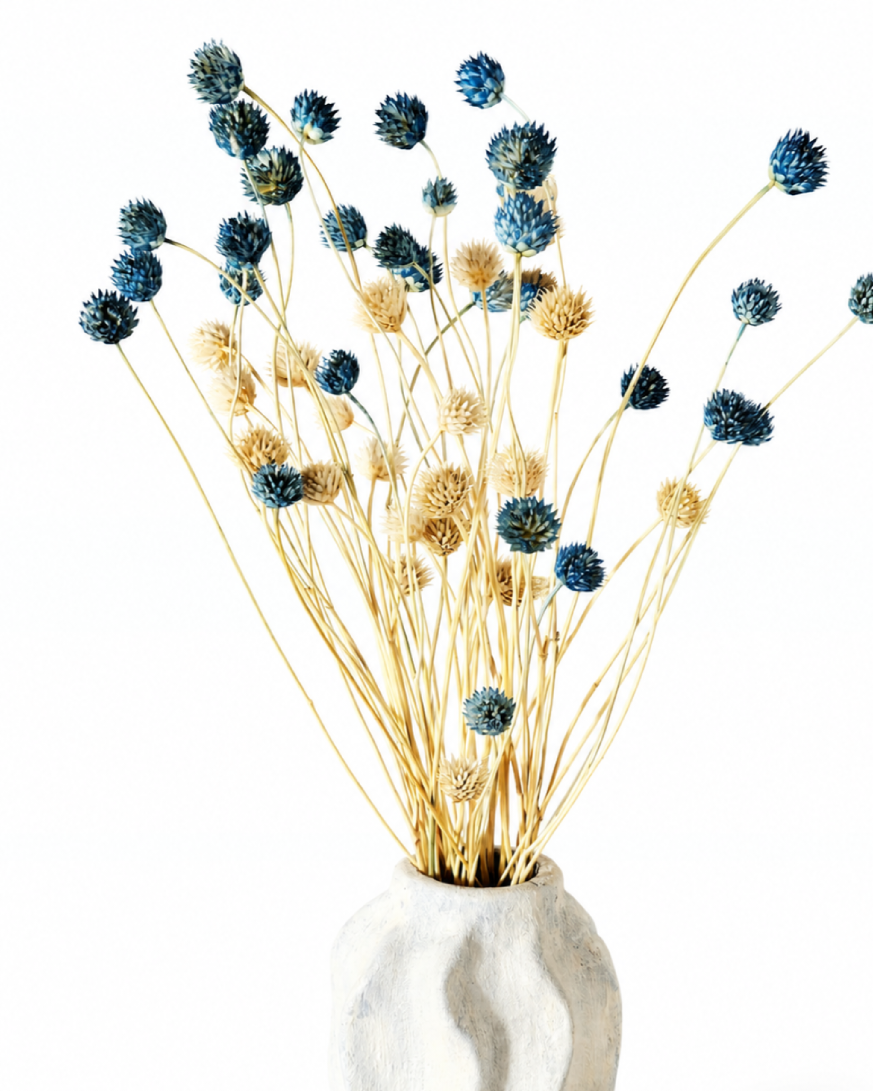 Top view of mixed blue and white Cephalaria dried stems arranged in a light ceramic vase.
