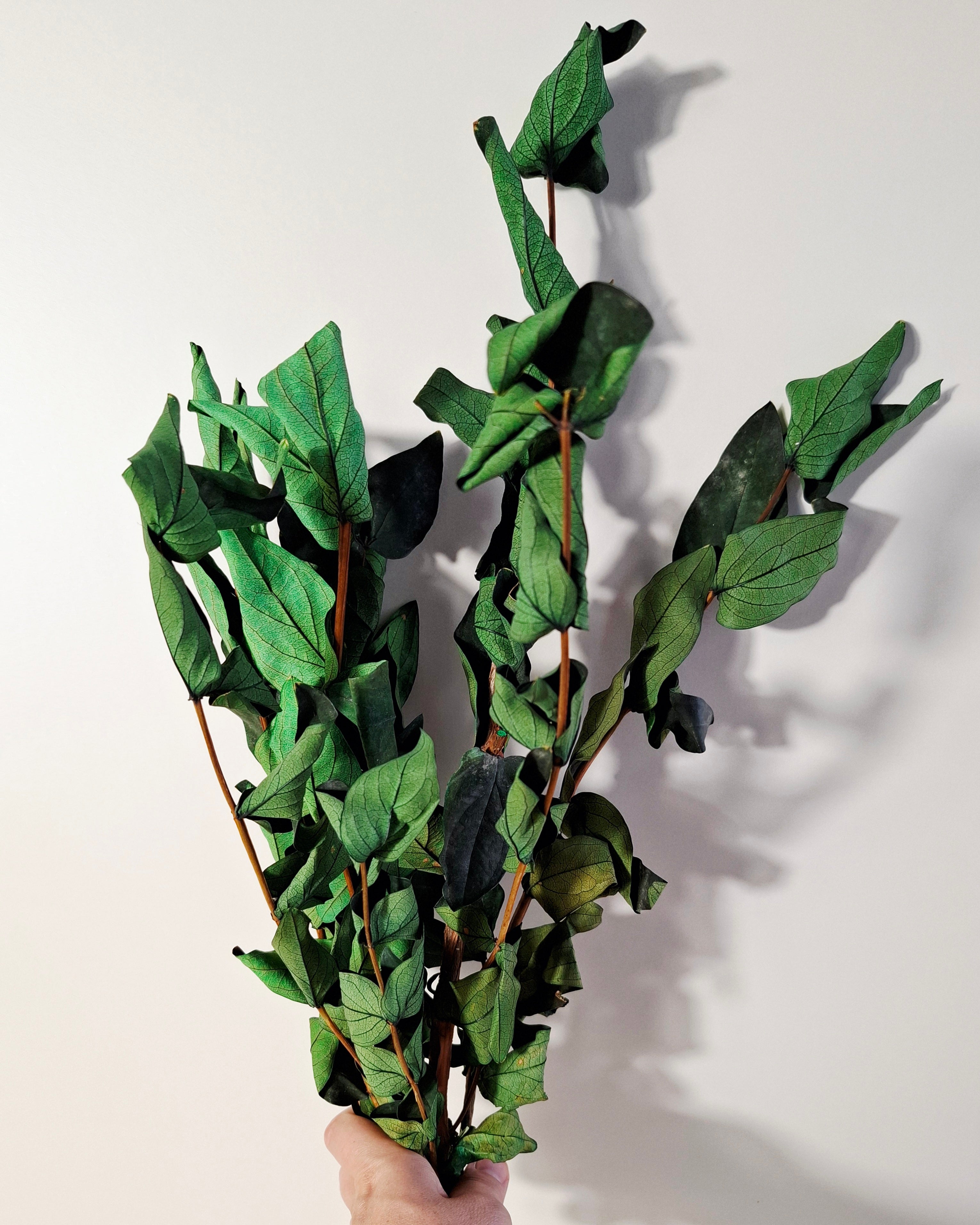 Preserved Green Foliage Branches