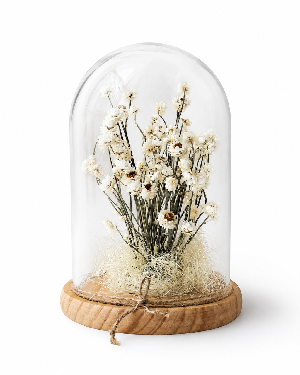 White Preserved Ammobium Under Glass Dome