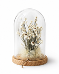 White Preserved Ammobium Under Glass Dome