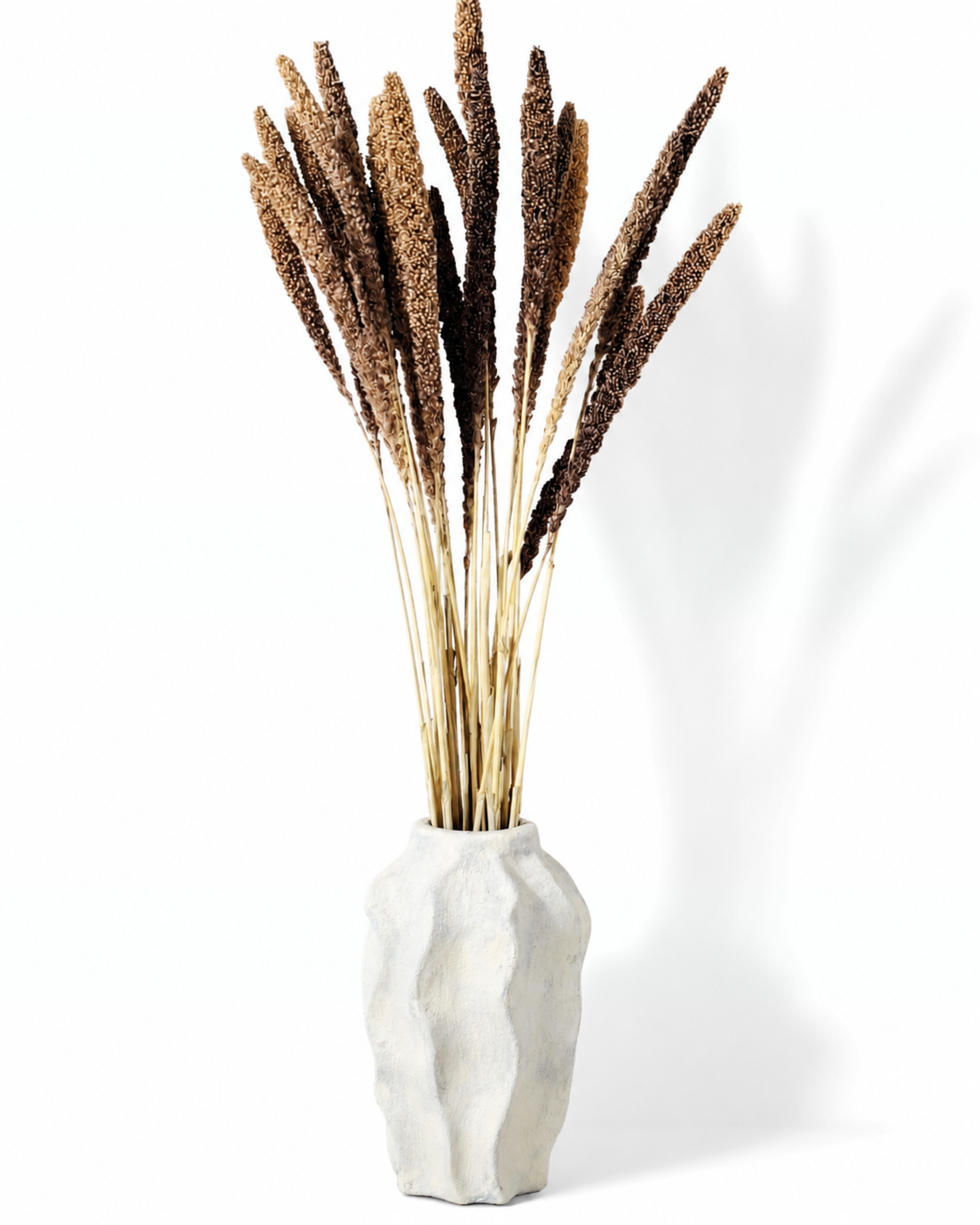 Tall natural dried Setaria foxtail grass arranged gracefully in a white textured ceramic vase against a bright wall.
