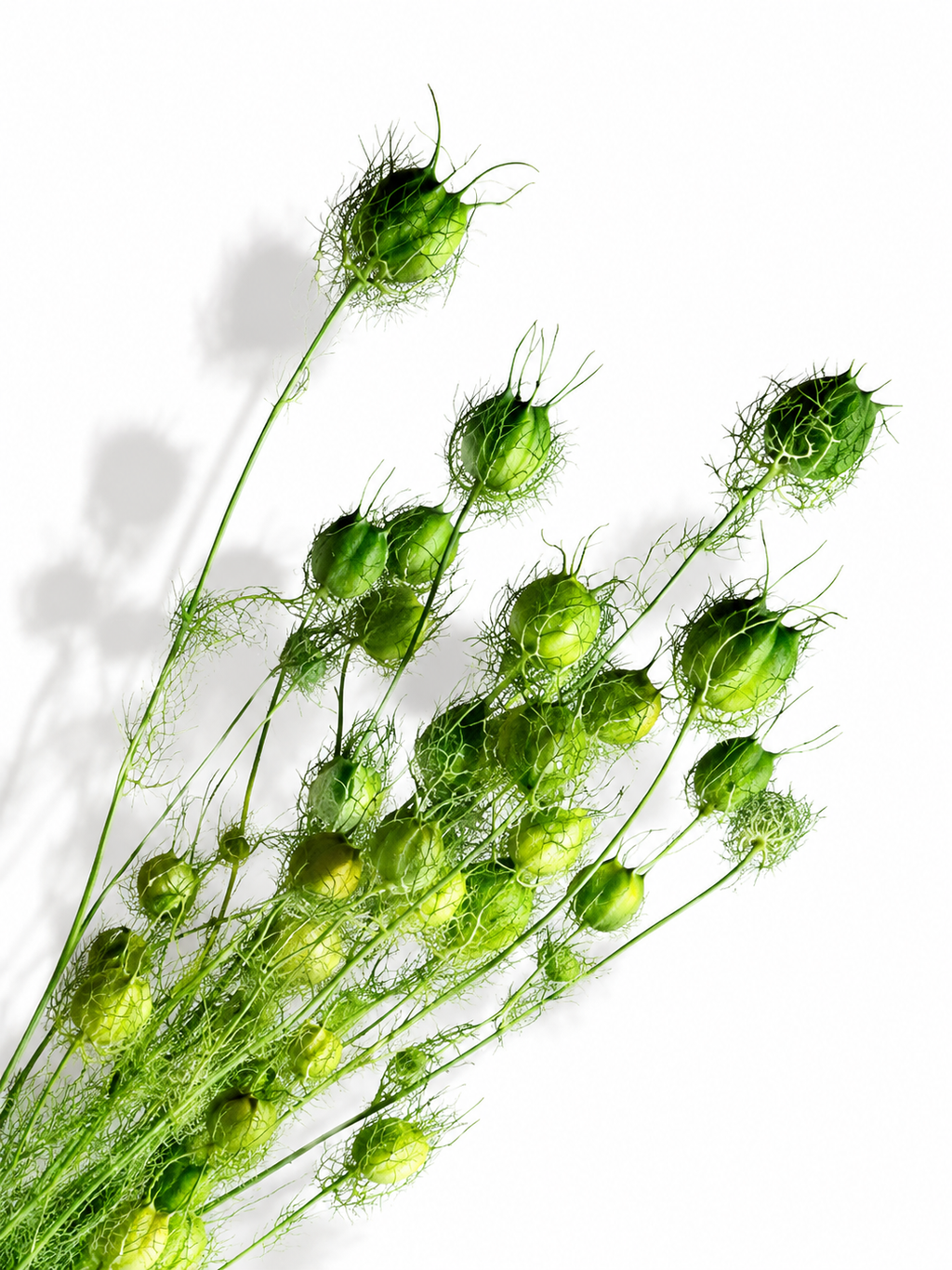 Bright Green Nigella Pods