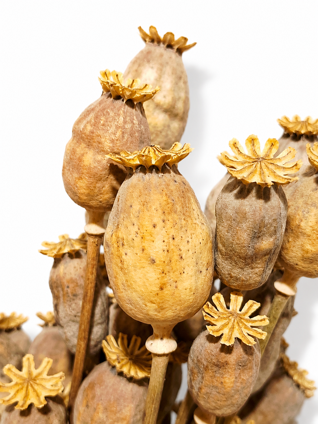 Natural Dried Poppy Pods Stems