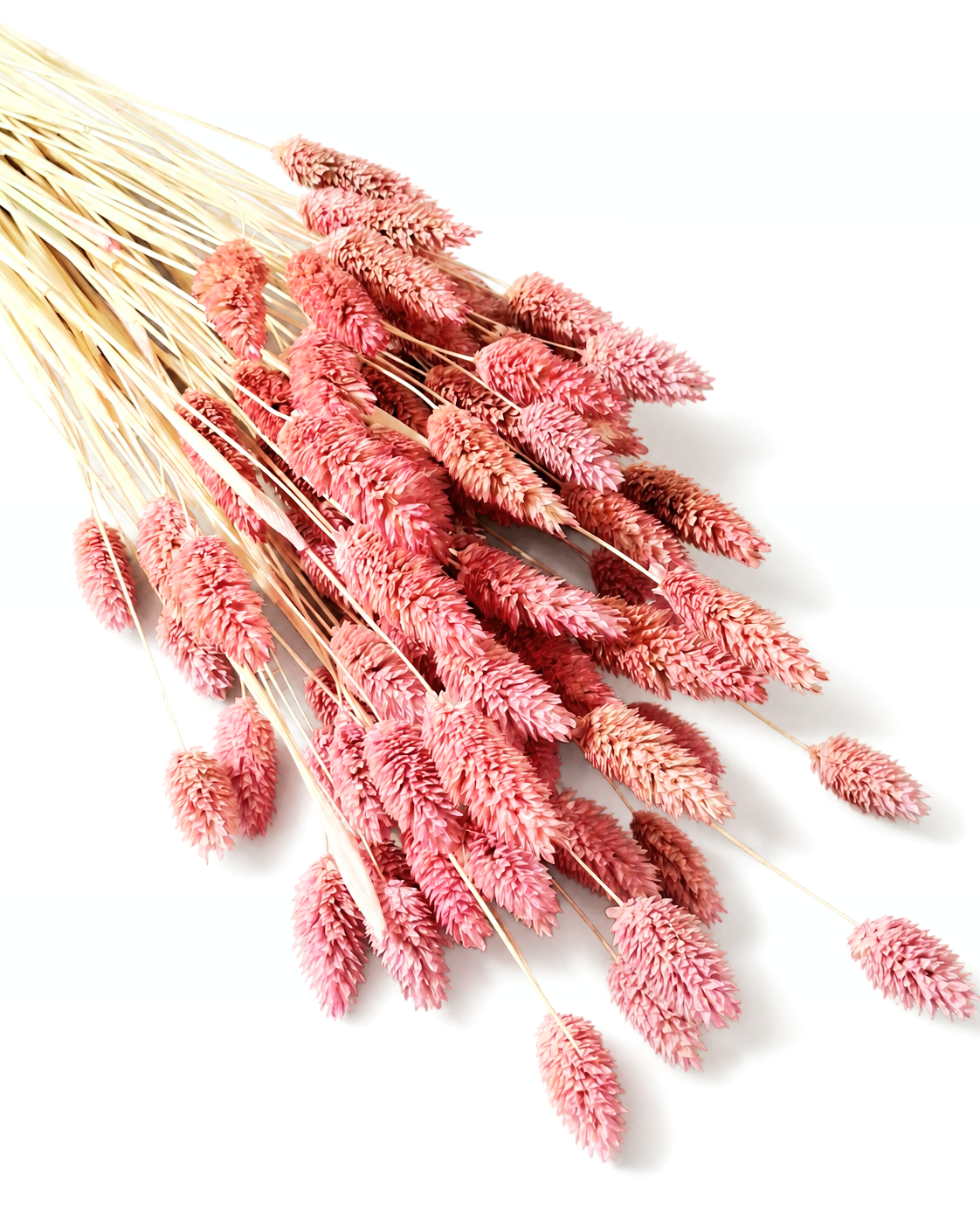 A tied bundle of preserved dusty pink Phalaris grass stems laid diagonally, highlighting stem length up to 55 cm.
