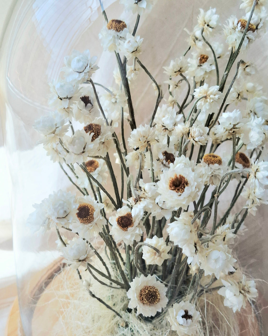 White Preserved Ammobium Under Glass Dome