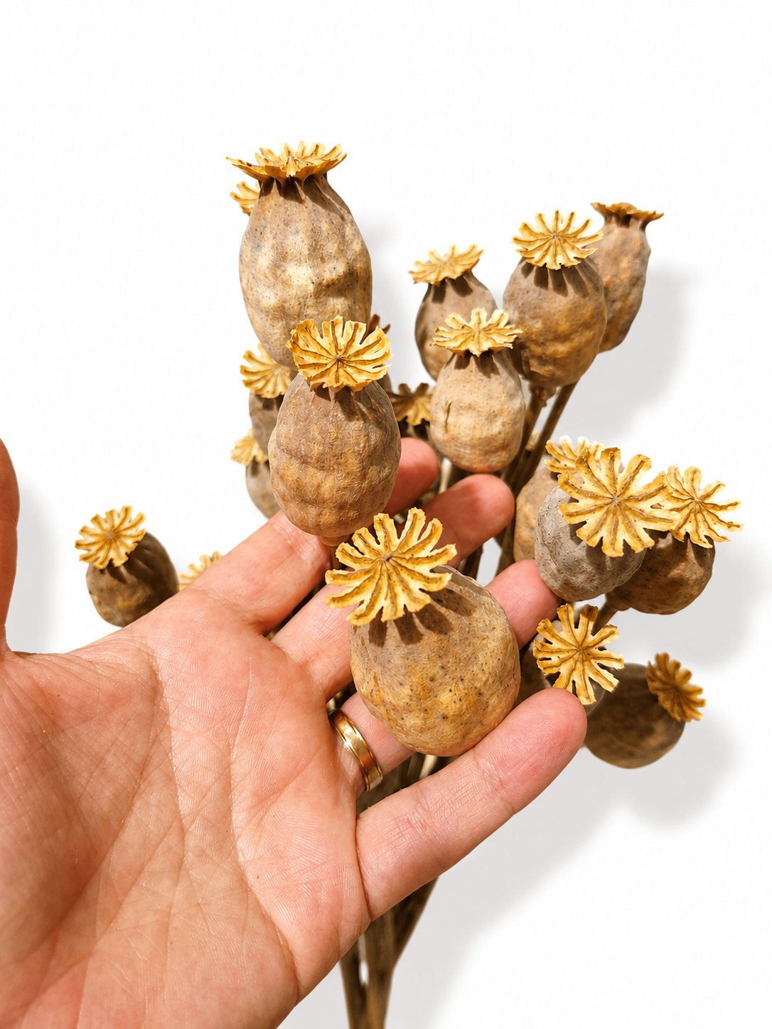 Natural Dried Poppy Pods Stems