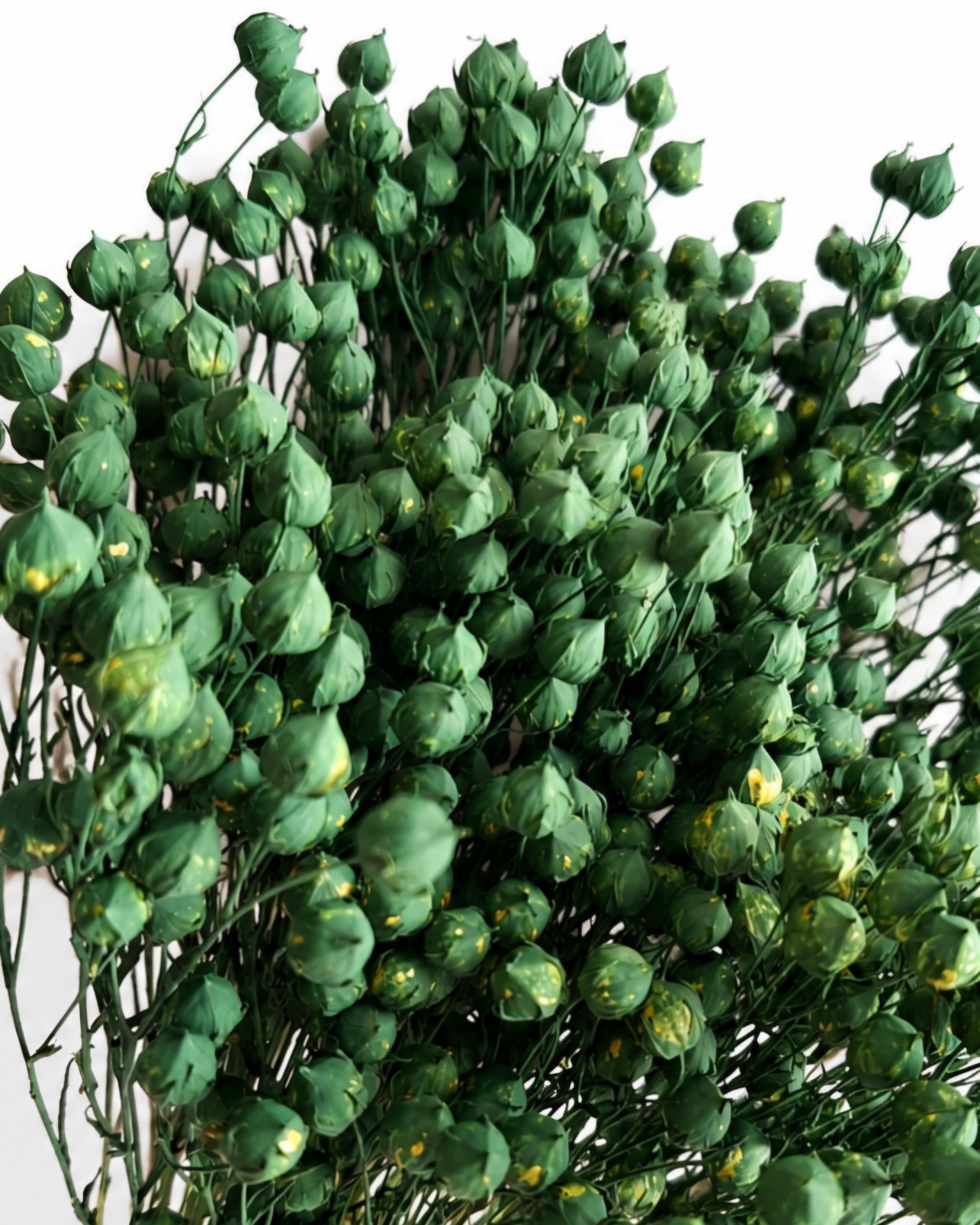 Soft and flexible stabilized green Linum flower stems with tiny round seed pods, 50g bundle for modern interior styling.

