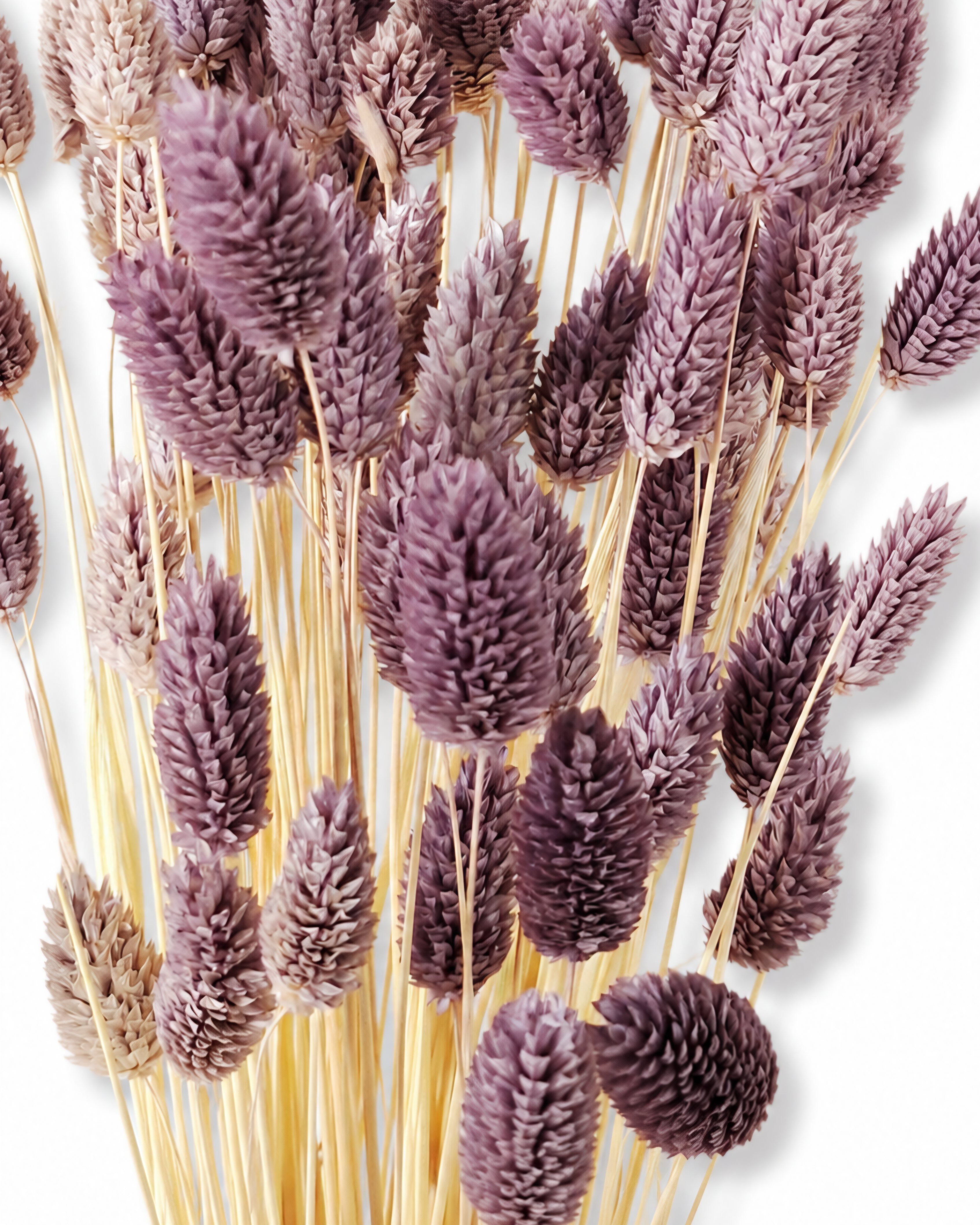 Detailed view of soft purple dried Phalaris plumes grouped tightly together.
