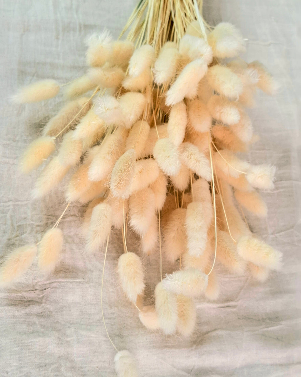 Soft Pink Lagurus Stems