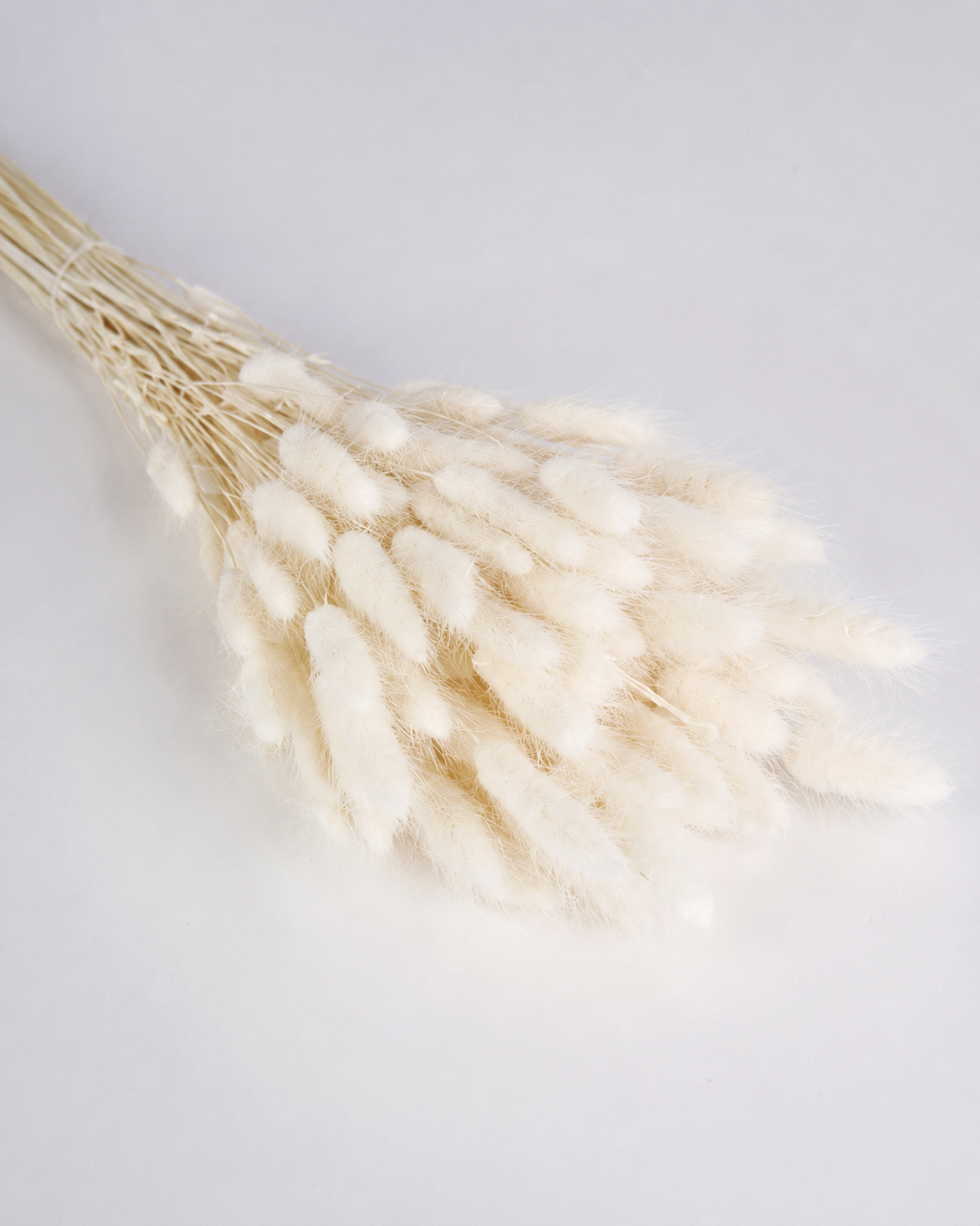 White Lagurus Wholesale