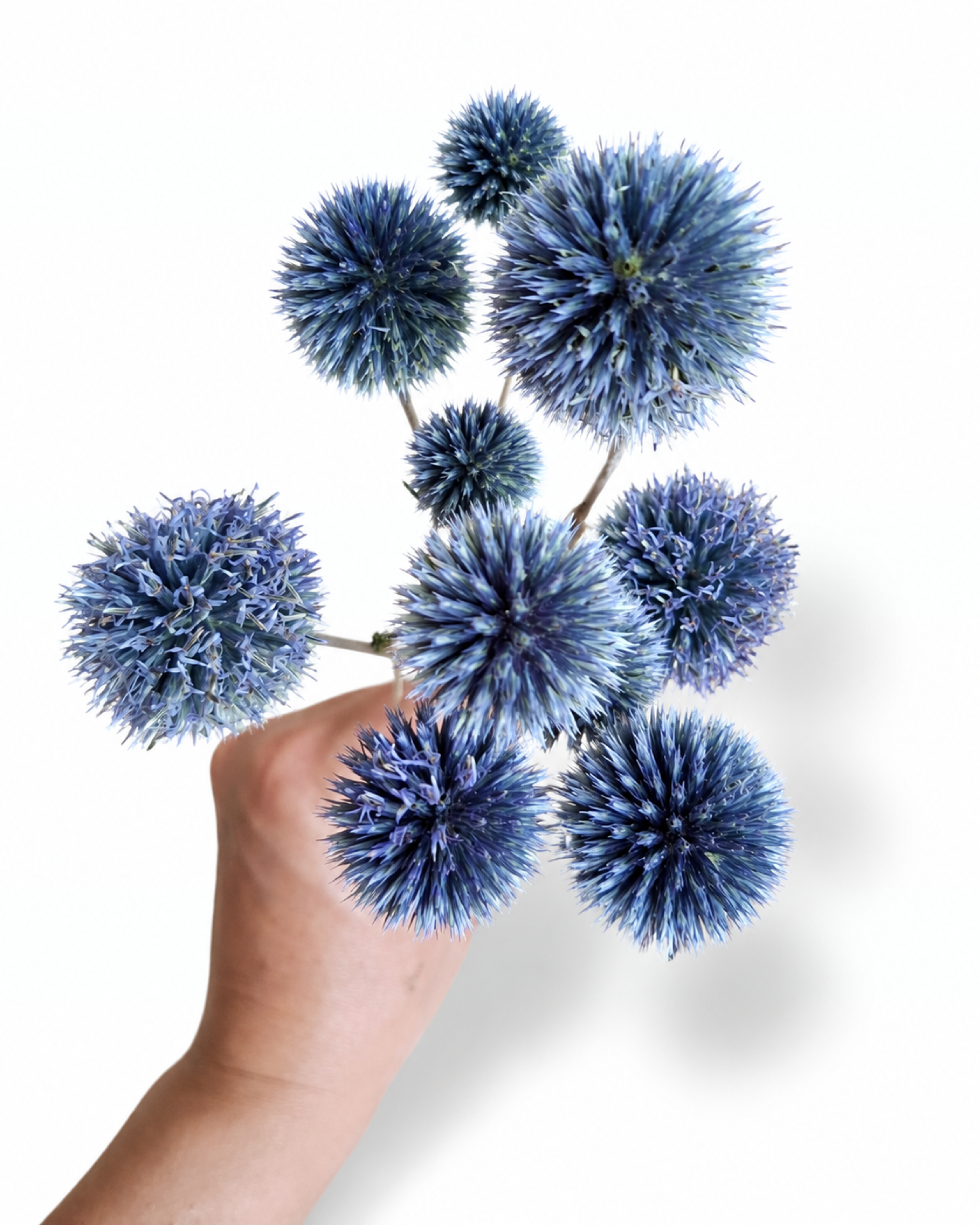 Overhead perspective of a hand holding natural blue globe thistle echinops stems showing detailed spherical texture.

