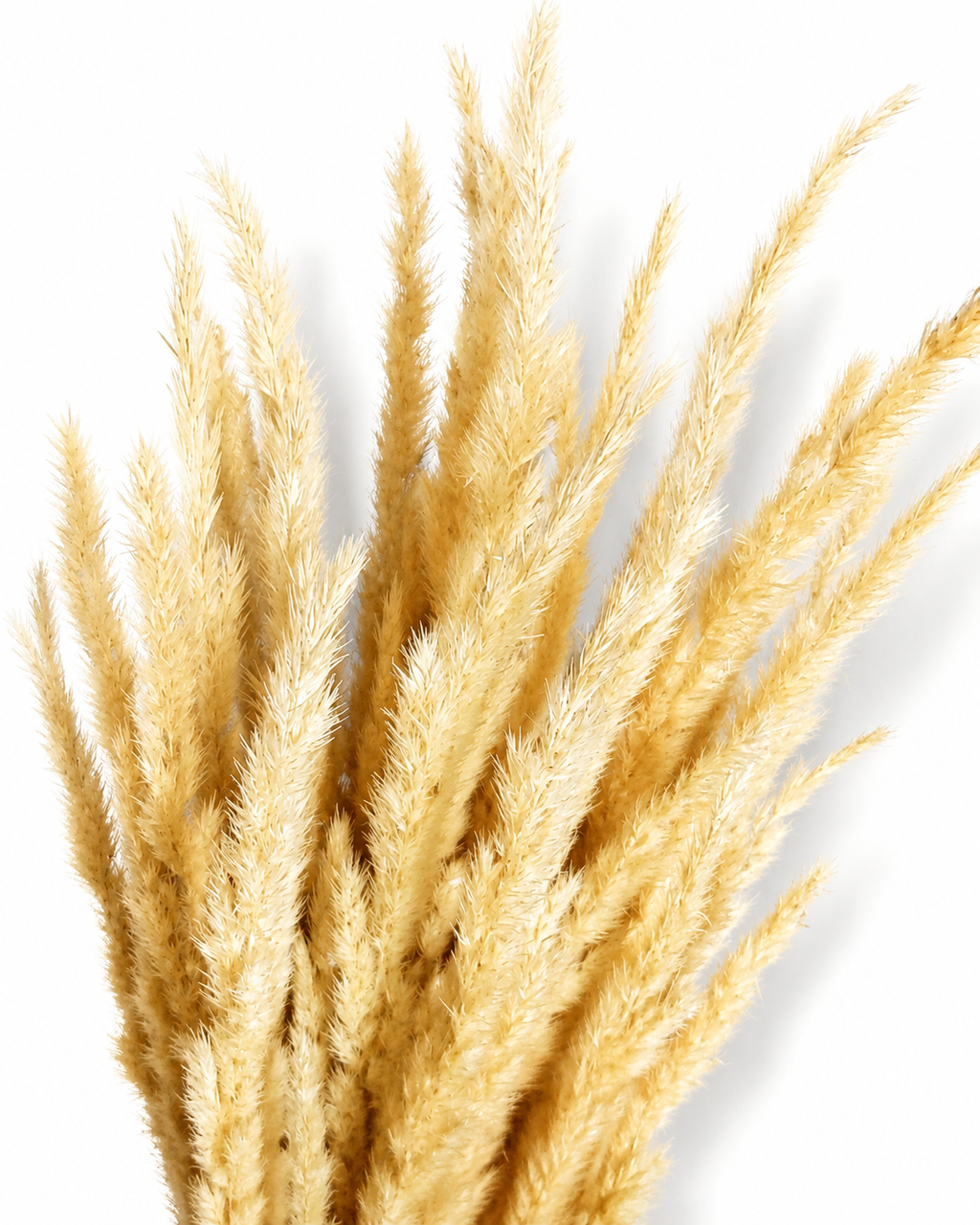 Dried Natural Beige Calamagrostis - Neutral Stems