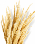 Dried Natural Beige Calamagrostis - Neutral Stems