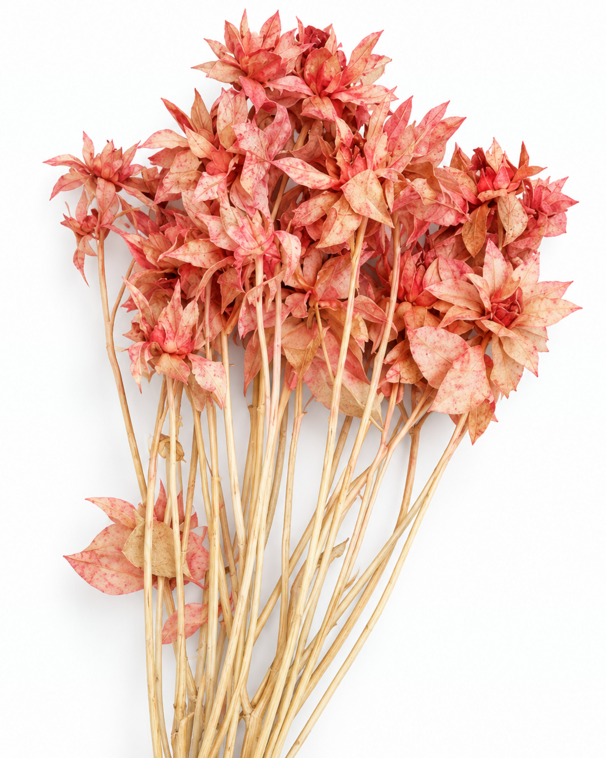 Hastes de Cártamo Rosa Blush
