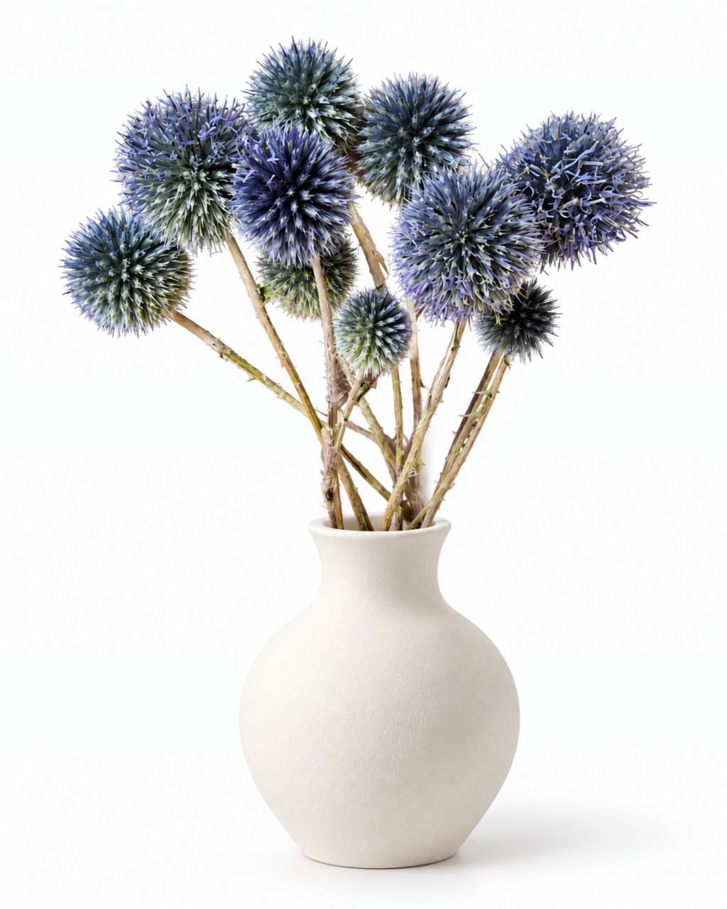 Hastes de Echinops Secas - Ramo de Cardo-azul Natural