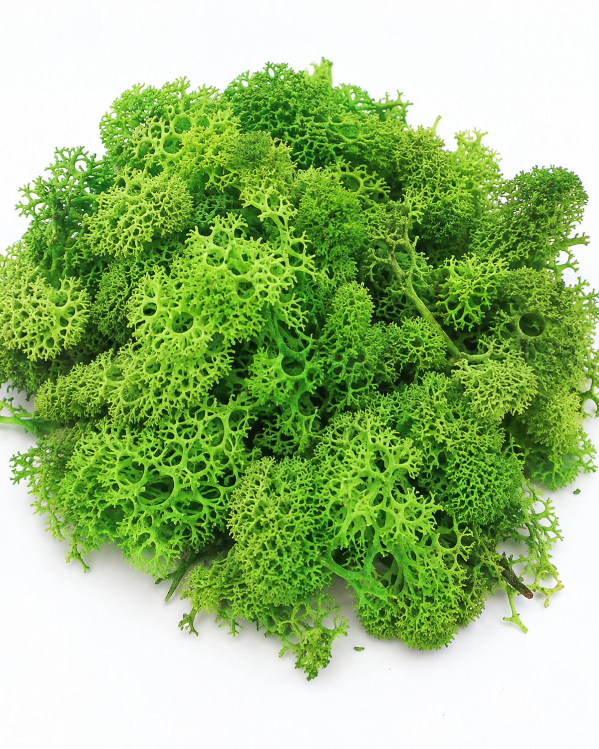 Bright light green preserved reindeer moss cluster isolated on white background.
