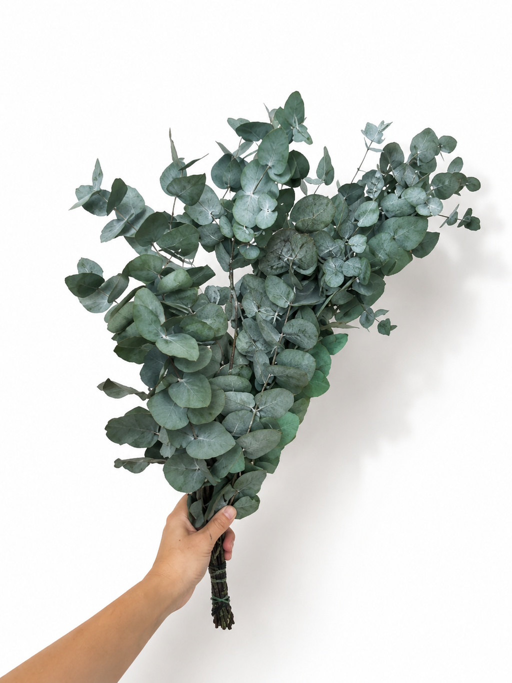 A close-up view of a hand holding a lush 150g bundle of natural preserved green Eucalyptus Cinerea branches to showcase their length and volume.
