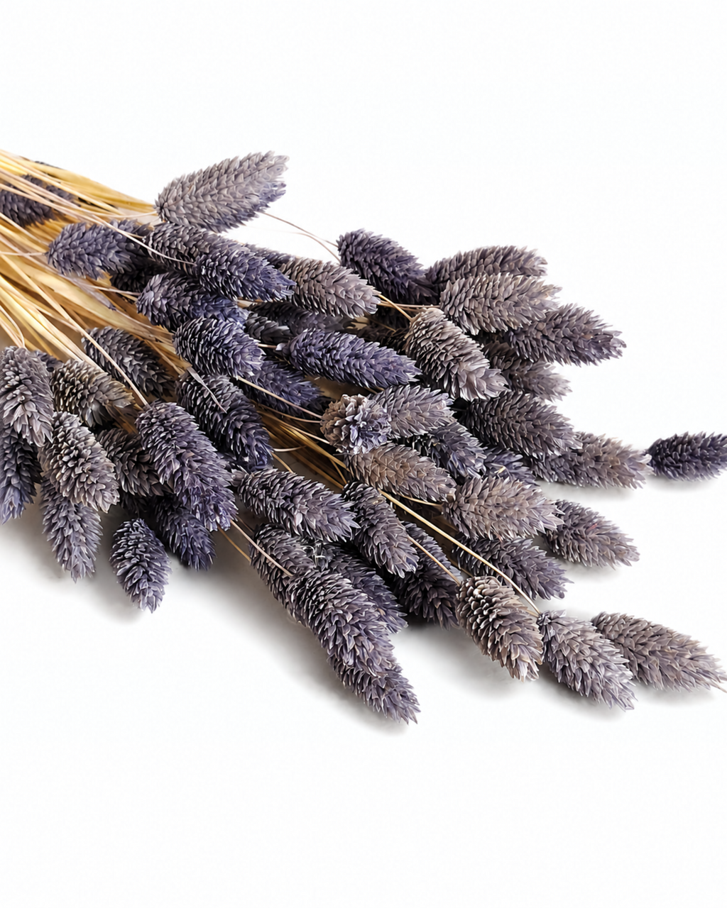 Diagonal view of a 50-stem bundle of natural dusty purple dried Phalaris canary grass on a white surface.
