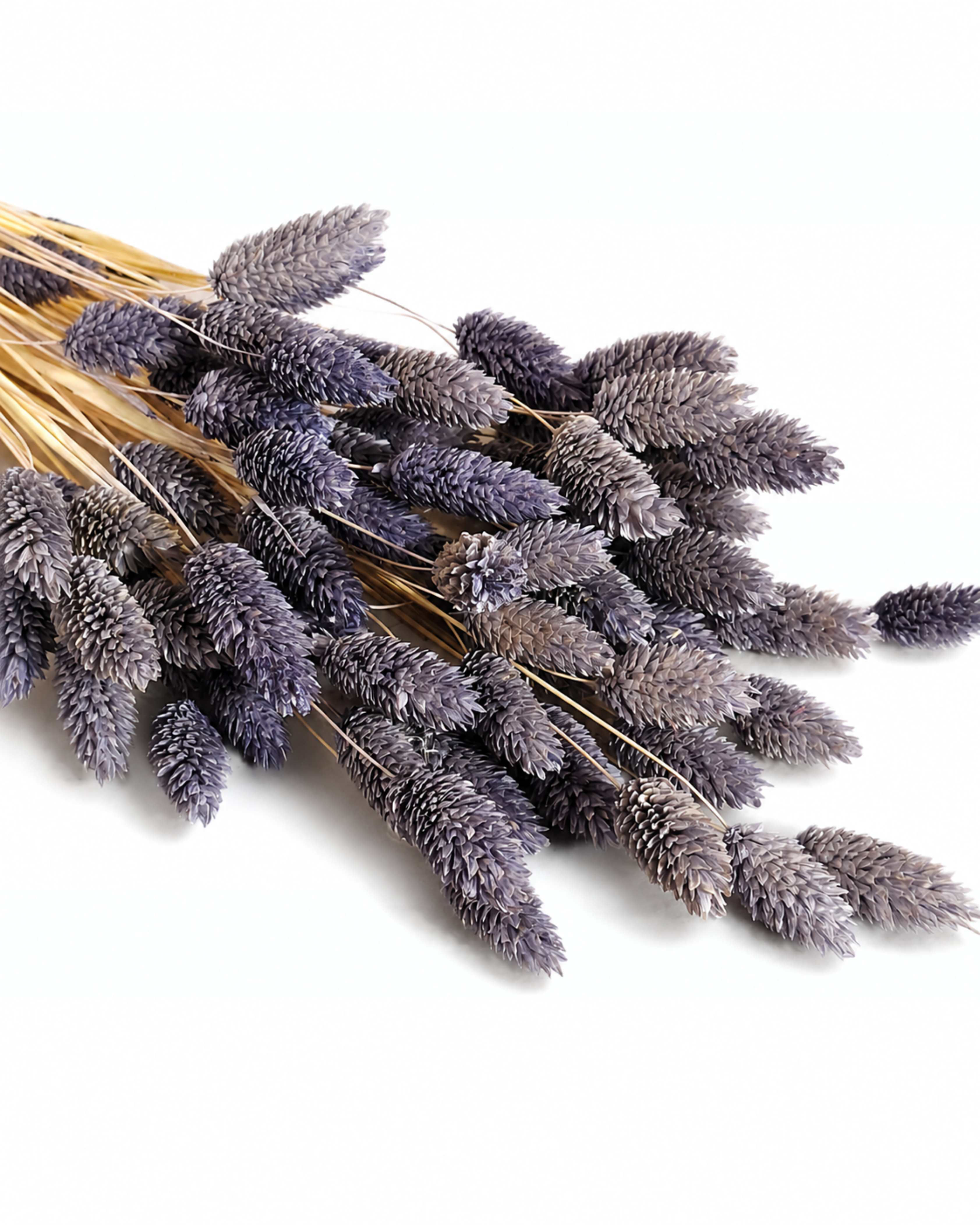 Diagonal view of a 50-stem bundle of natural dusty purple dried Phalaris canary grass on a white surface.

