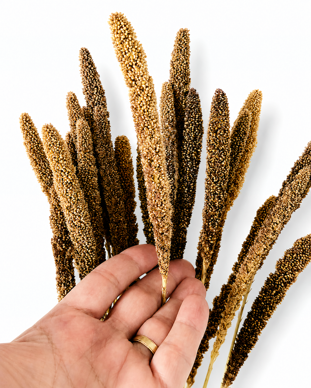 Close-up of fluffy natural beige and brown dried Setaria heads held in a hand showing texture.
